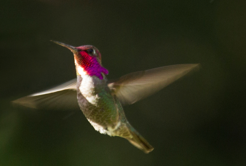 anna's hummingbird, CA