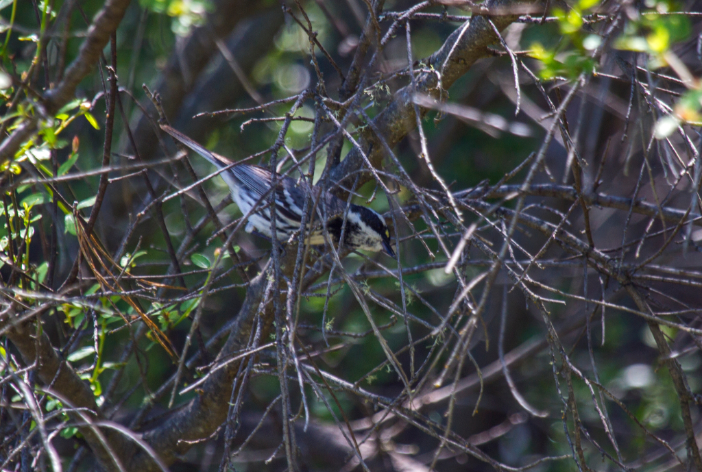 black throated gray warbler, CA