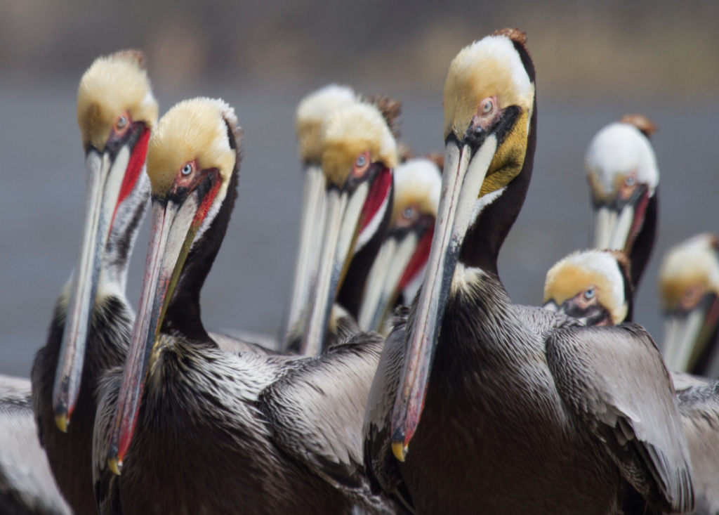 brown pelicans, CA
