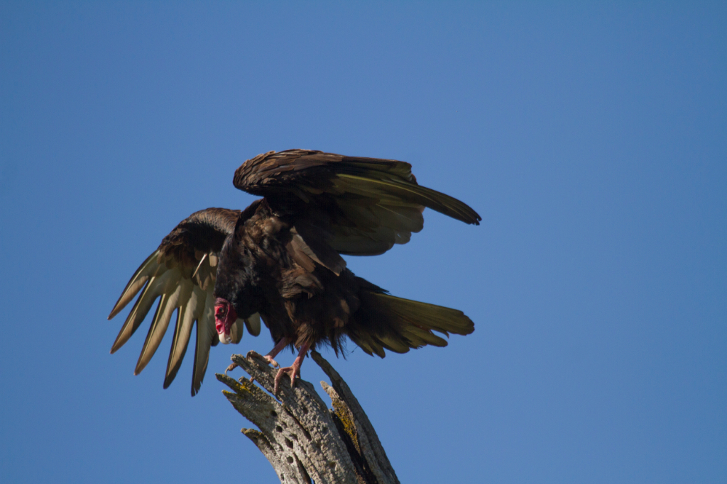 turkey buzzard, CA