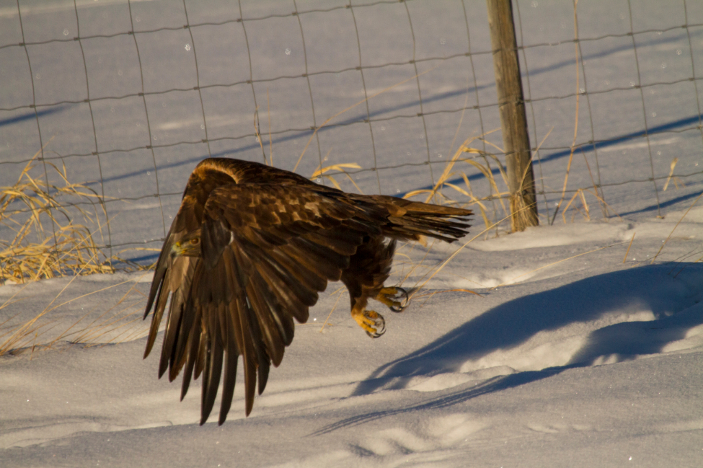 golden eagle, northern CO
