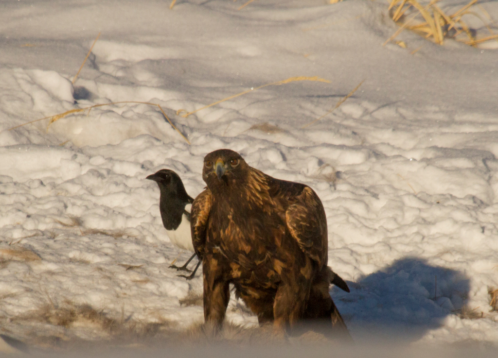 golden eagle, northern CO