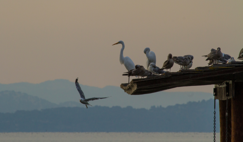 egrets and gull, CA
