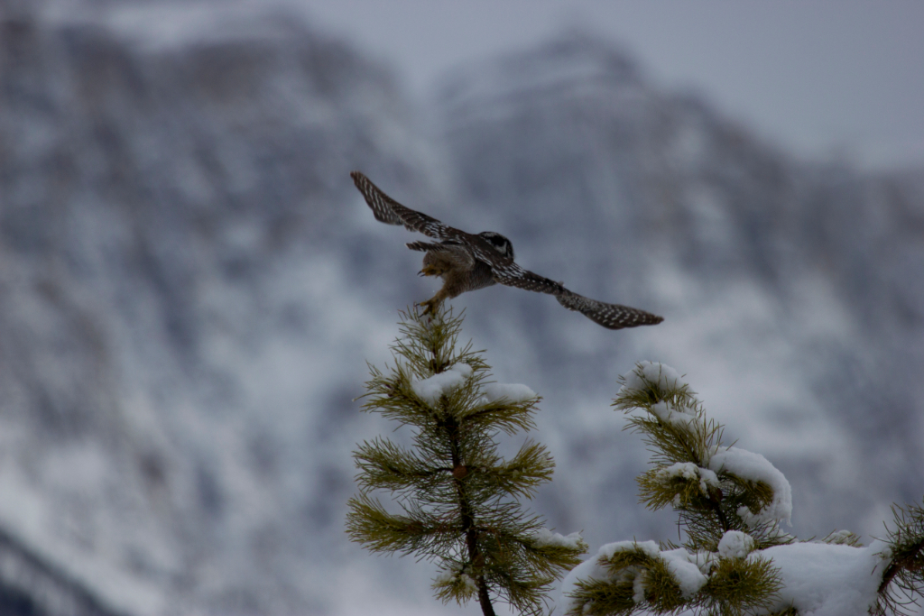 northern hawk owl, Banff Canada