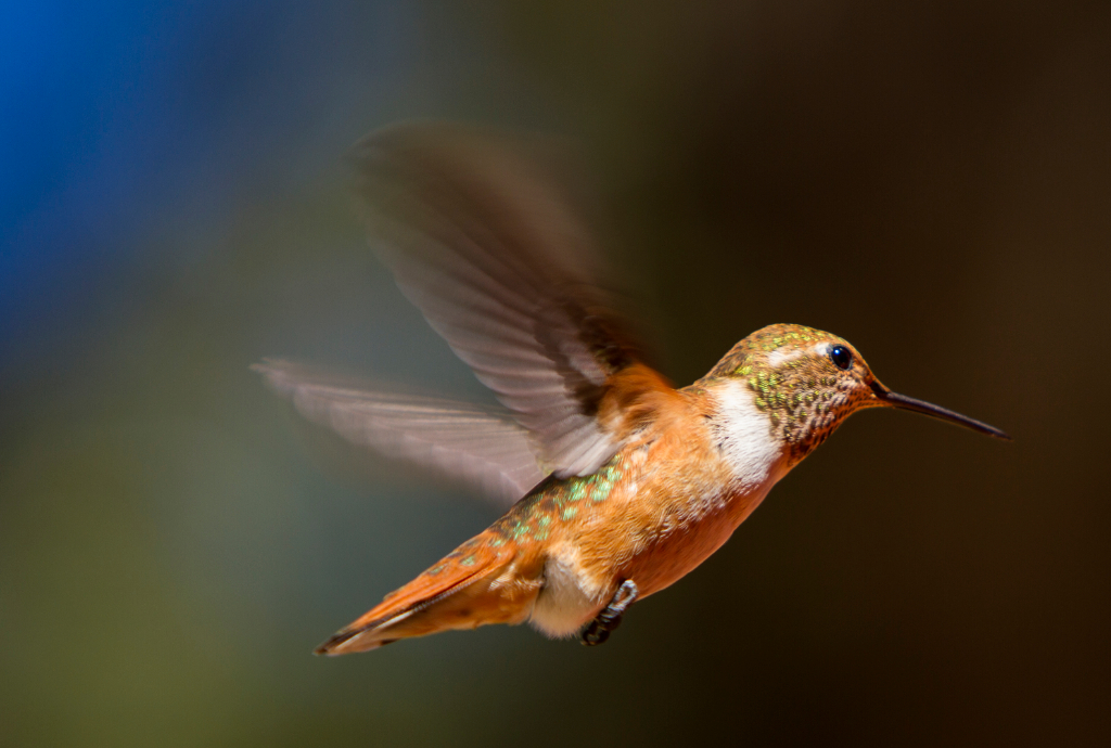rufous hummingbird, CA