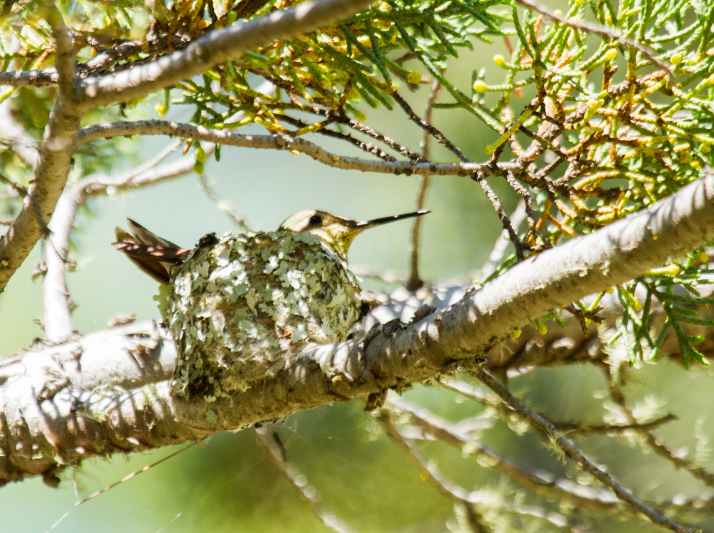 hummingbird nest, CA