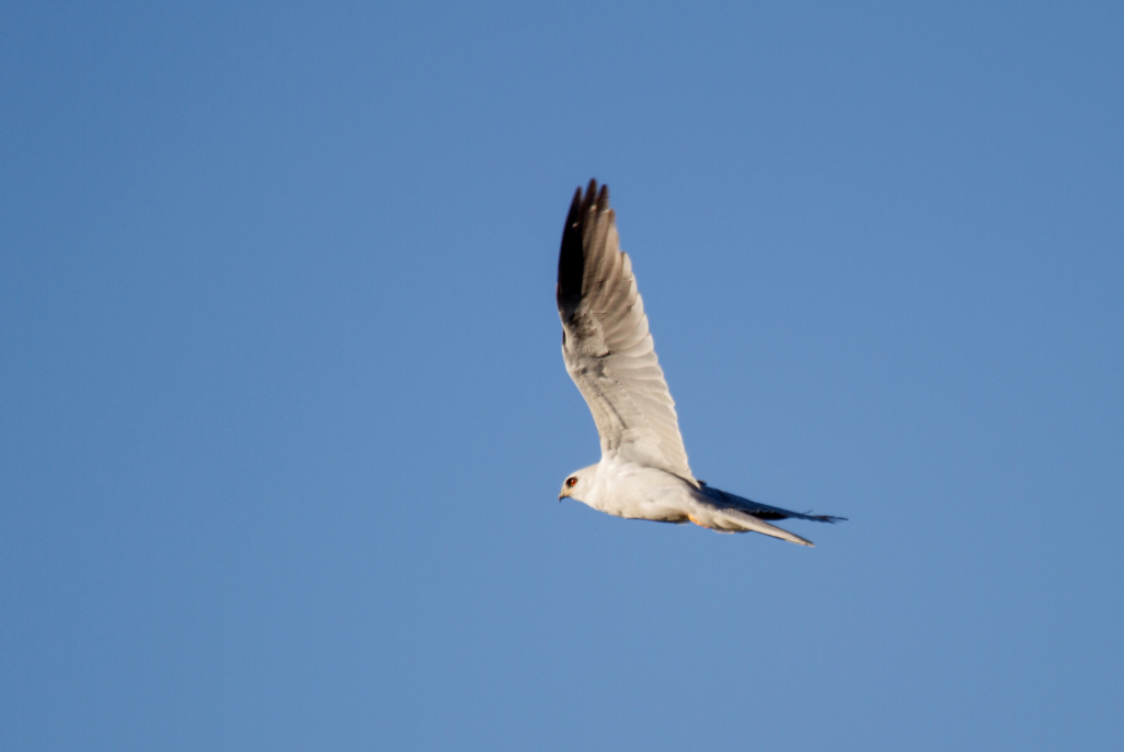 white tailed kite, ventura, CA