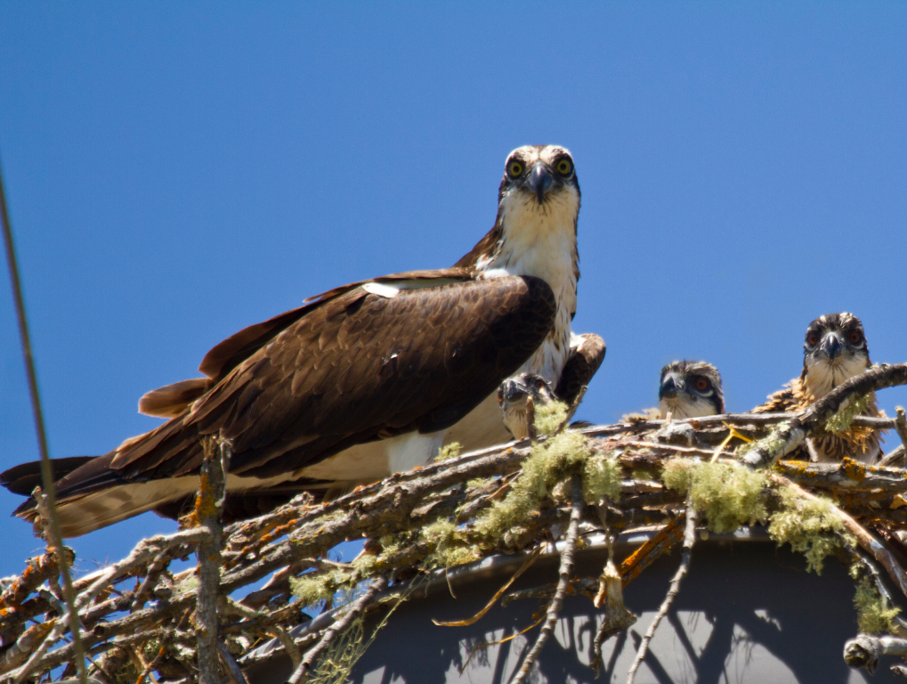 osprey, CA