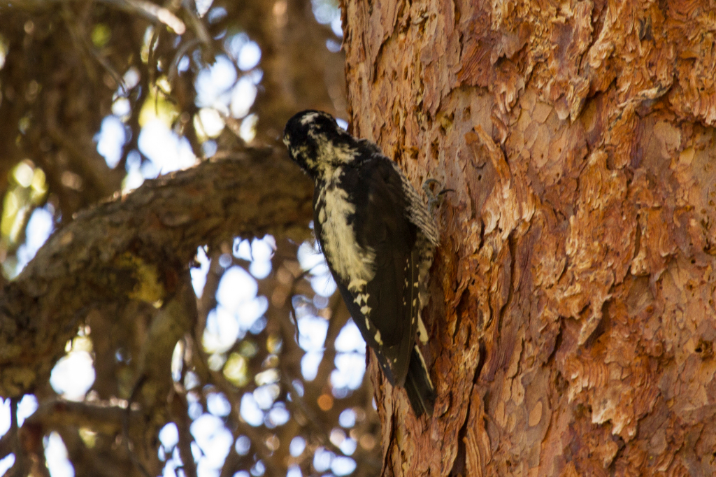 three toed woodpecker, CA