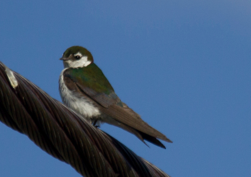 violet green swallow, CA