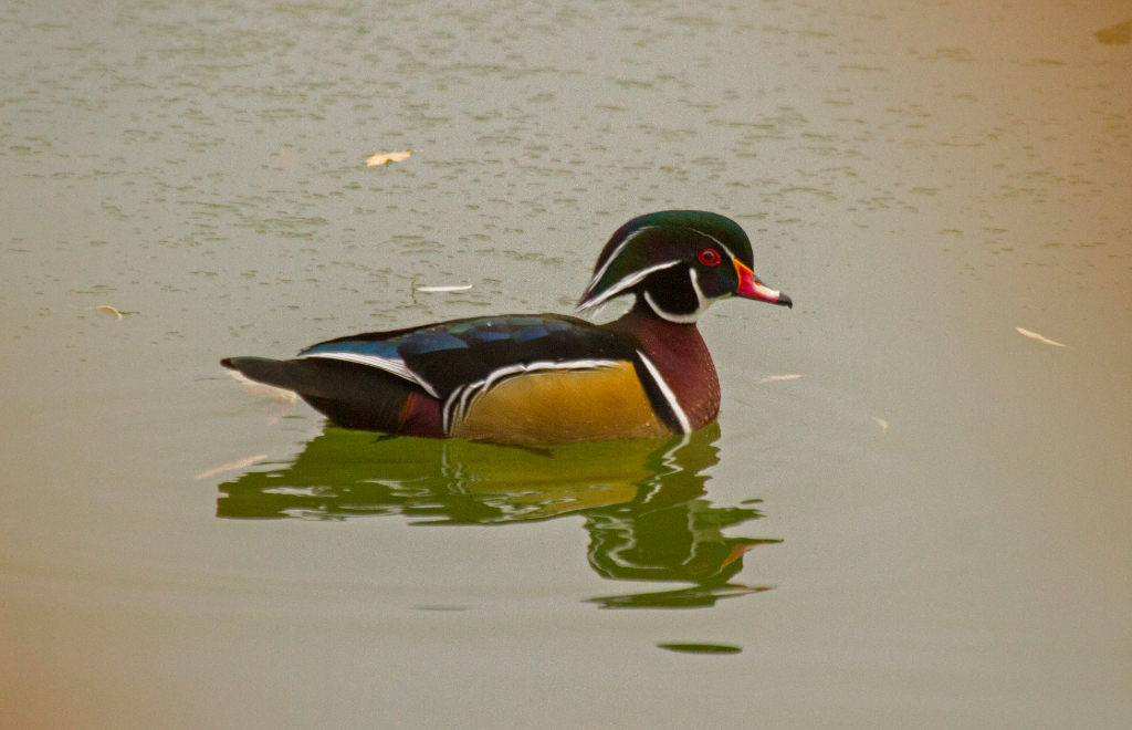wood duck, grand junction CO