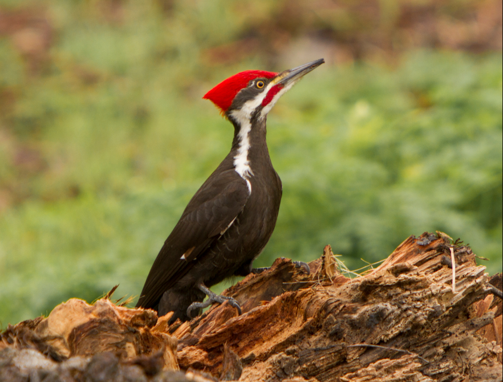 pileated woodpecker - clear lake, CA