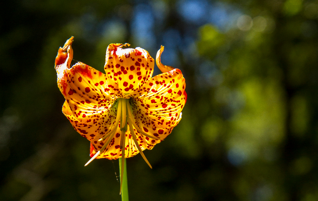 leopard lily, montgomery woods, CA