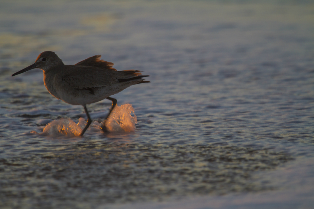 red knot.  hollywood beach, CA