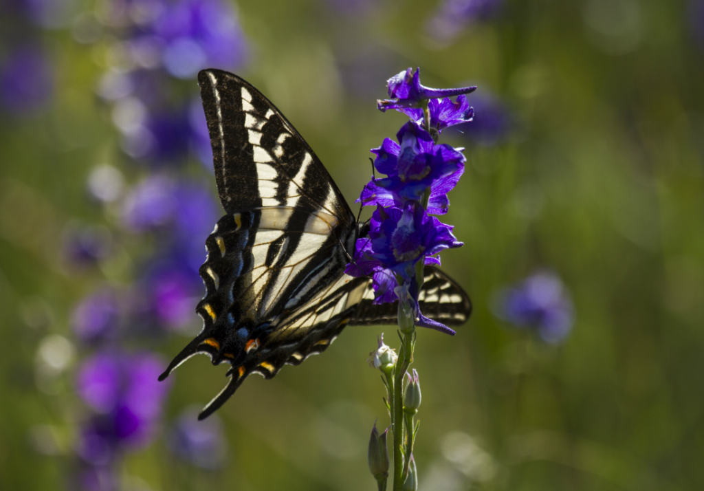 swallowtail butterfly, hopland, CA