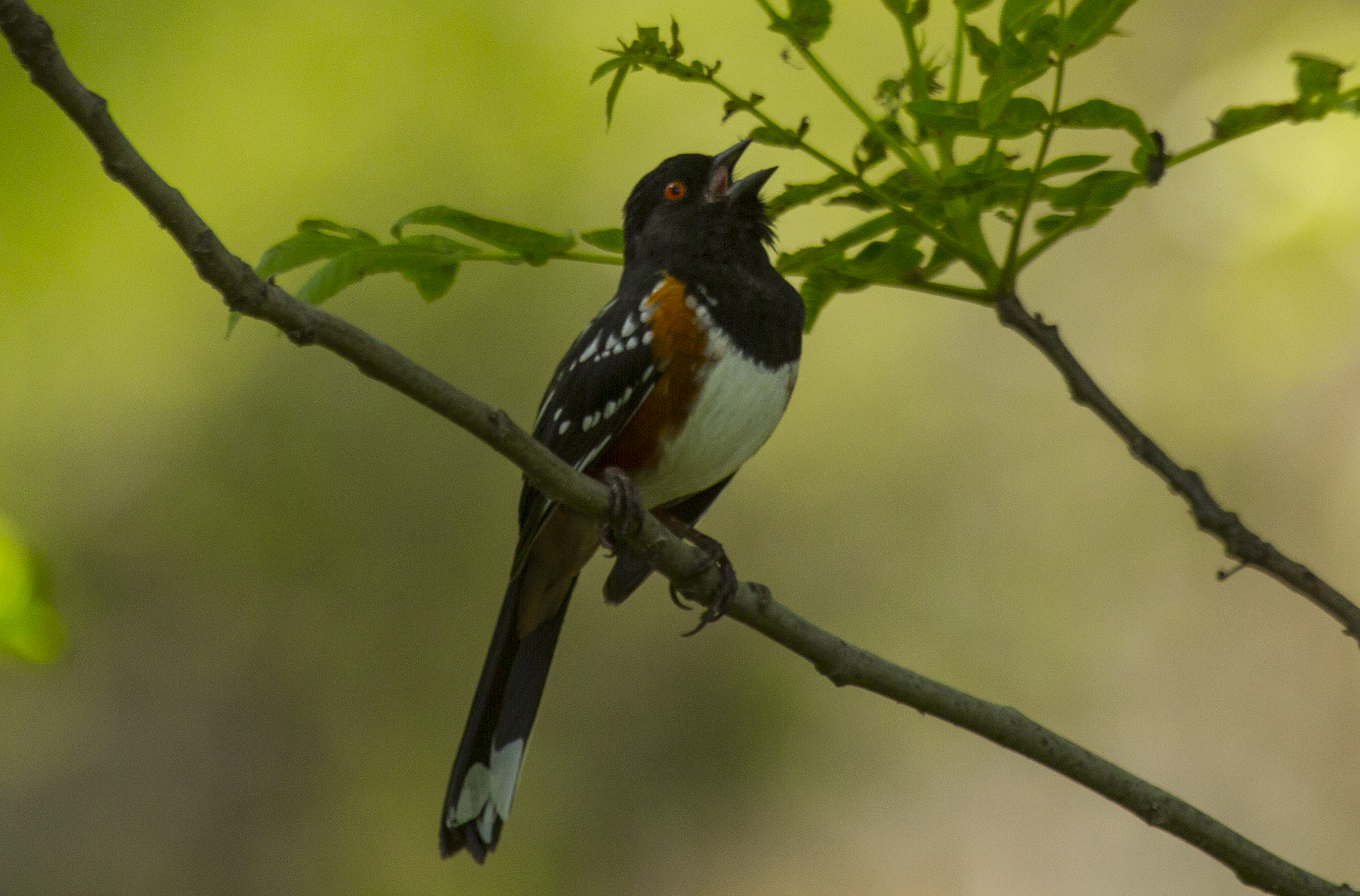 spotted towhee, highland springs, CA